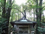 0509 春埜山の大杉 007.jpg