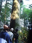 0509 春埜山の大杉 009.jpg