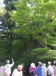 0509 春埜山の大杉 023.jpg