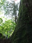 0509 春埜山の大杉 048.jpg