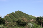 15791420_org.jpg