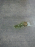 IMGP1172.JPG