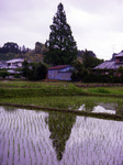 IMGP1174.JPG