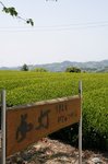 _MG_8417.JPG